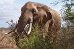 Stattlicher Elefantenbulle im Tsavo East Nationalpark in Kenia.