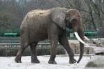 Afrikanischer Steppenelefant (Loxodonta africana) auf dem Aussengelnde am 13.12.2009 im Tierpark Berlin.