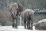 Zwei Afrikanischer Steppenelefanten (Loxodonta africana) auf dem Aussengelnde am 13.12.2009 im Tierpark Berlin.