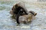 Junge afrikanische Elefanten beim  Wasserkampf .