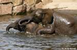 2 junge afrikanische Elefanten bei  Wasserspielereien .