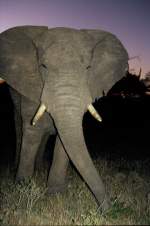 1990 im Sabi Sabi Private Game Reserve in Sdafrika: bei der abendlichen Ausfahrt zur Fotosafari stieen wir auf diesen Elefanten
