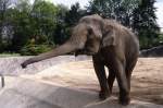 indischer Elefant in Hagenbecks Tierpark (HAMBURG/Deutschland, 09.05.1989) -- eingescanntes Dia