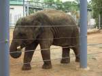 Eine kleiner Elefant im Zoo von Houston, TX (27.05.09)
