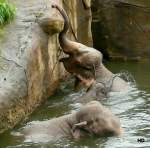 Die Elefantenfamilie im Klner Zoo genoss das erfrischende Bad.