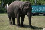 Ein Indischer Elefant zu Gast mit einen kleinen Zirkus in Kronach / Oberfranken.