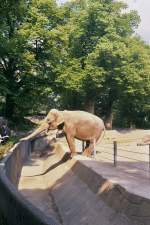 Elefant beim Fttern im Tierpark