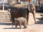 Elefanten - Die Kleine heisst  Kalaya , geboren am 01.11.2013 in Knies Kinderzoo.