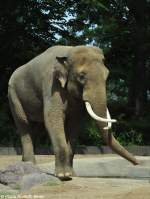 Asiatischer Elefant (Elephas maximus).