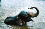 Ein asiatischer Elefant im Mahaweli Fuss bei Kandy in Sri Lanka.