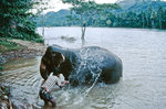 Elefantenwaschen im Mahaweli Fuss bei Kandy in Sri Lanka.