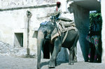 Asiatischer Arbeitselefant in Jaipur.