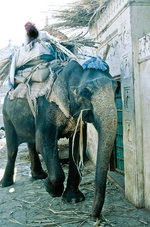 Asiatischer Arbeitselefant in Jaipur.