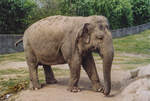 Indischer Elefant im Givskud Zoo in Dnemark.