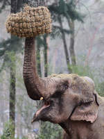 Ein Elefant im Heuregen