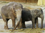 Ceylon-Elefanten