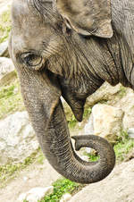 Asiatische Elefant (Elephas maximus) im Kolmrden Tierpark, Schweden.