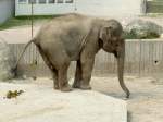 Asiatischer Elefant (Elephas maximus) am 2.7.2006 im Tierpark Kolmrden.