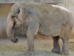 Ein mit Heu bedeckter Elefant war im Dezember 2010 im Zoo Madrid zu sehen.