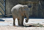 Asiatischer Elefant im Klner Zoo - 14.06.2022