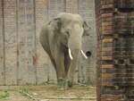 Der asiatische Elefantenbulle (Elephas maximus indicus)  Voi Nam  im Zoo Leipzig, 12.6.20