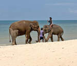 Asiatische Elefanten an einem Strand in Thailand - 03.04.2026