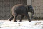 Kleiner Asiatischer Elefant geniesst den Auslauf am 25.2.2010 im Zoo Berlin.
