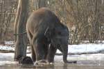 Kleiner Asiatischer Elefant beim Spielen an einer Eispftze.