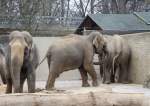 Asiatische Elefanten (Elephas maximus) beim Schubsen und Drngeln.