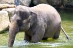 Asiatischer Elefant im Singapore Zoo am 11.Mai 2010.