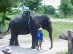 Ein asiatischer Elefant wartet auf Kundschaft, mit denen er einen ca.