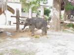 Ein nur wenige Wochen alter asiatischer Elefant, fotografiert am 11.10.2006 in der Nhe von Surin im Isan, dem Nordosten Thailands