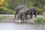 Die Elefanten gehen zum täglichen Schwimmen in den See.