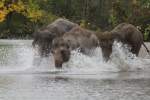 Beherzter Gang ins Wasser.