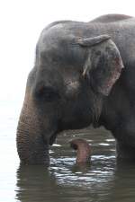 Elefant beim Baden.