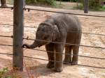 Junger Elefant im Zoo von Houston Texas (19.03.2007)