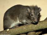 Steppenwald-Baumschliefer (Dendrohyrax arboreus) im Zoo und Botanischen Garten Pilsen (Plzen, Februar 2014).