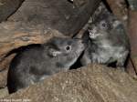 Steppenwald-Baumschliefer (Dendrohyrax arboreus).