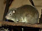 Steppenwald-Baumschliefer (Dendrohyrax arboreus) im Zoo und Botanischen Garten Pilsen (Plzen, August 2013).