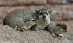 Buschschliefer (Heterohyrax brucei).