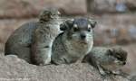 Buschschliefer (Heterohyrax brucei).