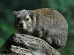 Buschschliefer (Heterohyrax brucei) im Tierpark Cottbus (August 2015).