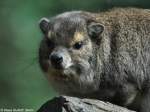 Buschschliefer (Heterohyrax brucei) im Tierpark Cottbus (August 2015).