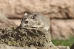 Buschschliefer (Heterohyrax brucei) im Tierpark Berlin.