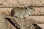 Buschschliefer (Heterohyrax brucei) im Tierpark Berlin.