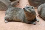 Klippschliefer oder Klippdachs (Procavia capensis) am 3.8.2010 im Frankfurter Zoo.