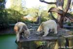 Gianna (rechts) und Knut beim Beschnuppern.