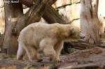 Knut beobachtet ganz genau was Gianna im Wasser macht.