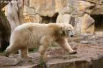  Was macht denn meine Freundin da solange im Wasser? Meinen Ball hat sie auch schon kaputt gemacht.  Eisbr Knut im Berliner Zoo.