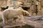 Eisbr Knut im Berliner Zoo.